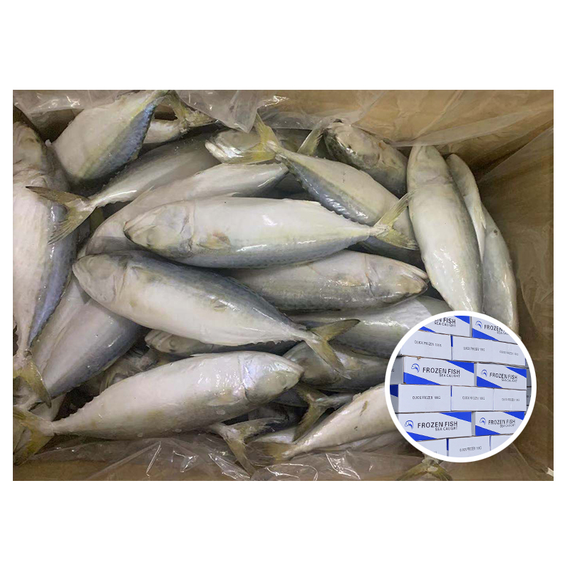 Introduction to the living environment of Indian mackerel